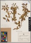 Foto von Salix excelsa S. G. Gmel.